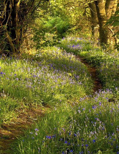 The secret to creating a good woodland garden is making it look as natural as possible ... English Woodland, Path In The Woods, Forest Garden, Woodland Garden, Garden Pathway, Walk In The Woods, Green Gables, Alam Yang Indah, Nature Aesthetic