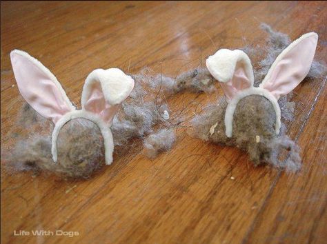 the REAL dust bunnies! Beach Wedding Cupcakes, Dust Bunny, King Bee, Dust Bunnies, Lawn Mowing, Packing To Move, Starbucks Gift Card, Cleaning Gutters, Packing Tape