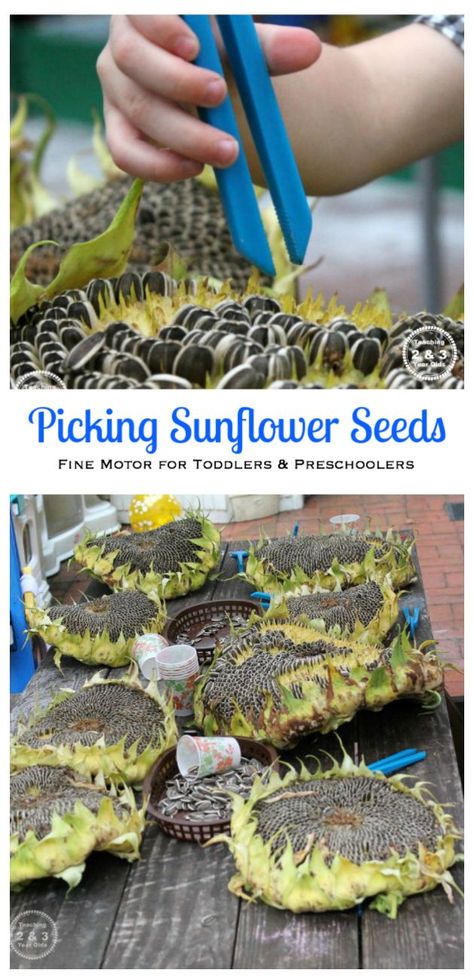 Preschool Family, Finger Gym, Preschool Fine Motor, Motor Skills Activities, Toddlers And Preschoolers, Preschool Science, Sunflower Art, Practical Life, Fine Motor Activities