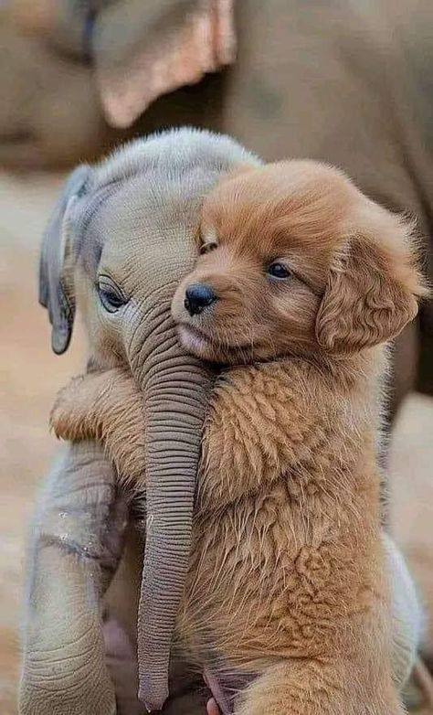 Very Cute Puppies, Cute Small Animals, Cute Animals Puppies, Very Cute Dogs, Animals Friendship, Cute Animals Images, Pretty Animals, Cute Wild Animals, Cute Animal Photos