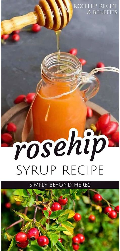 Discover rosehip syrup recipe from our rosehip recipes & rosehip benefits. This syrup, made from foraged rosehips and honey, offers a delightful fruity flavor and health benefits, perfect for enriching cocktails, teas, and porridges. A natural and tasty way to incorporate rosehips into your diet. Find more natural remedies, natural herbs medicine, and fall foraging recipes at simplybeyondherbs.com. Rosehip Infused Honey, Rose Hips Benefits, Rosehip Recipes, Rosehip Syrup, Rosehip Tea, Syrup Recipes, Foraging Recipes, Preserve Food, Kombucha Tea