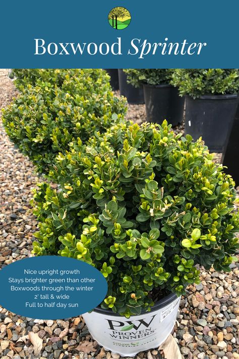 3 Reasons we love Sprinter Boxwood
-Nice upright growth
-Stays brighter green than other Boxwoods through the winter
-Grows 2' tall & wide in full to half day sun Sprinter Boxwood, Boxwood Landscaping, Boxwood Hedge, Landscaping Plants, Plant Life, Landscaping Ideas, Hedges, Bright Green, Iowa