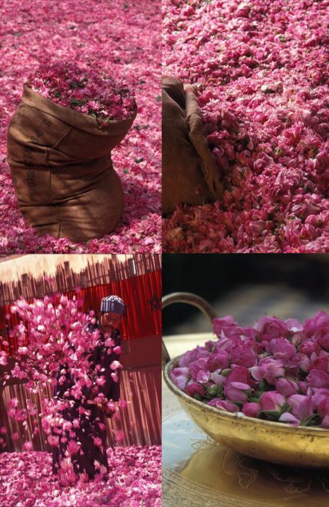 Roses in Morocco… – Lifestyle from Amsterdam to Marrakech Morocco Flowers, Damascus Rose, Moroccan Rose, Rose Water Toner, Flower Festival, Morocco Travel, Summer Inspiration, Rose Water, Oh The Places Youll Go