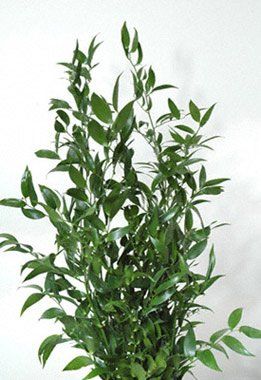 Italian Ruskus Flower Library, Italian Ruscus, Flower Identification, Wholesale Roses, Blooming Plants, Fresh Cut Flowers, Wholesale Flowers, Fresh Cut, Flower Show