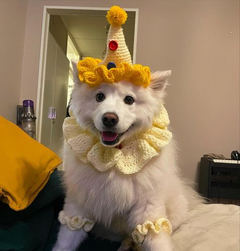 Dog Clown Costume, Bee And Puppycat Clown, Cute Clown Aesthetic, Clown Sona, Clown Fursona, Clown Trinket, Clown Poses, Clown Outfit Ideas, Clown Animals