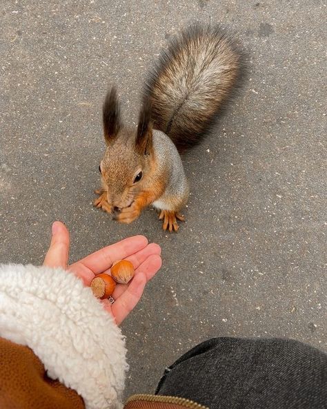 Autumn Cottagecore, Halloween Things, Fall Mood Board, A Squirrel, Season Of The Witch, Fall Inspo, Cozy Autumn, Best Seasons, We Fall In Love