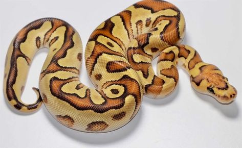 Enchi Ball Python, Clown Ball Python, Pet Snakes, Python Morphs, Python Regius, Ball Python Morphs, Ball Pythons, Cold Blooded, Cute Reptiles