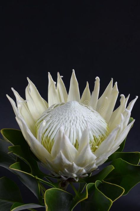 White Protea Flower, Proteas Flower, White King Protea, White Protea, Flower For Background, Protea Plant, South African Flowers, Protea Flowers, Protea Art