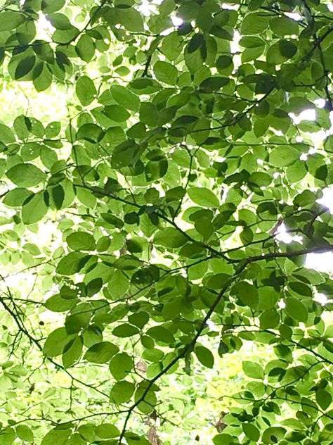 Beech tree leafs - May have this out back? Tree Leaves Painting, Tree Leaves Photography, Beech Tree Leaves, Beech Leaves, Beech Leaf, Leaves Aesthetic, Summer Leaves, Beech Trees, Forest Leaves