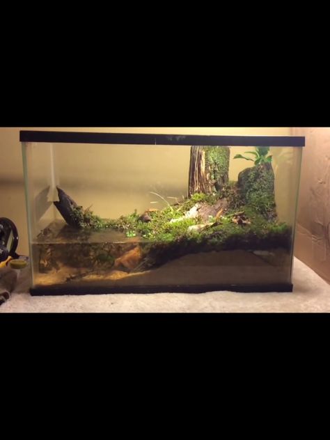 Bullfrog Vivarium Salamander Enclosure, Box Turtle Habitat, Crab Tank, Frog Habitat, Frog Tank, Fish Tank Themes, Turtle Habitat, Cool Fish Tanks, Turtle Pond