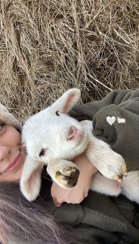 Lamb Pet, Goats Aesthetic, Sheep Aesthetic, Pet Lamb, Vegan For The Animals, Pig Pet, Cute Farm Animals, Pet Goat, Mini Animals