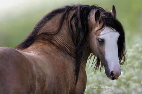 Human Horse Hybrid, Horse Close Up, Horse Poses Reference, Horse Looking Back, Horse Portrait Photography, Horse Bucking, Horses Grazing, Wild Horse Pictures, Horses Photography