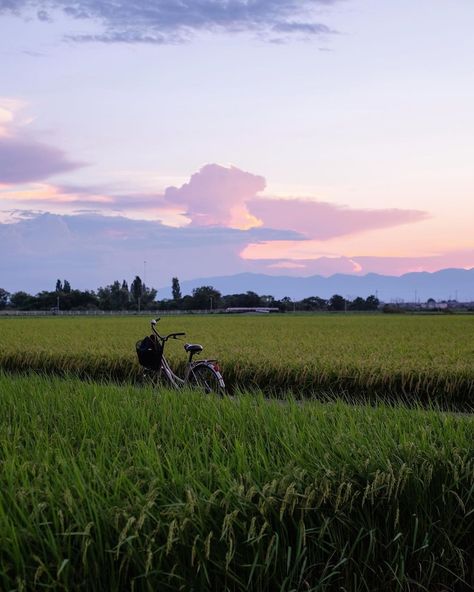 Japanese Field, Japan Countryside, Japanese Countryside, Japan Summer, Rice Fields, Japan Aesthetic, Urban Legends, I Want To Travel, Japanese Aesthetic