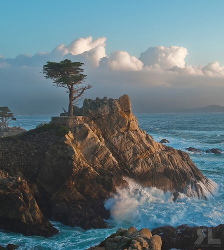 Lone Cypress, Monterey Peninsula, Waves Crashing, Lone Tree, Into The Wild, California Coast, California Travel, Monterey, Santa Monica