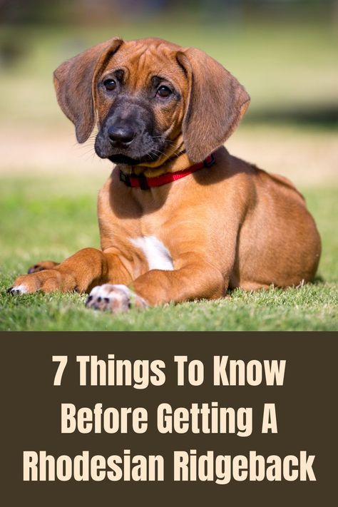 Rodisian Ridgeback Dogs, Rodisian Ridgeback, Rodesien Ridgeback, Ridgeback Puppies, Ridgeback Puppy, Dog Shopping, Bloodhound Puppies, Rhodesian Ridgeback Puppies, Dog Infographic