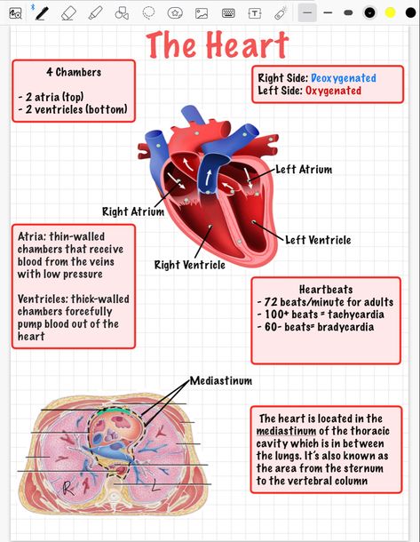 #a&p #goodnotes #ipad #aestheticnotes #notes Digestive System Notes, Physiology Notes, Thoracic Cavity, Vet Tech School, Anatomy Notes, Heart Diagram, Ipad Notes, Tech School, Anatomy Physiology