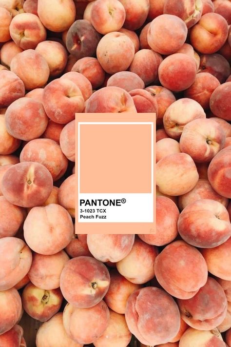 Peach Fuzz Moodboard, Spring 2024 Color Palette, Peach Fuzz Interior Design, Peach Fuzz Pantone 2024, Peach Fuzz Outfit, Pantone Peach Fuzz, Peach Fuzz Color, Colour Palette 2024, Interior Design Colour Palette