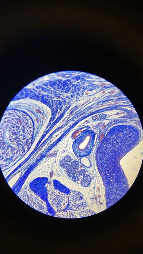 Histology Aesthetic, Microscope Aesthetic, Bacteria Microscope, Microbiology Aesthetic, Micro Biology, Biotechnology Art, Hyaline Cartilage, Microscopic Cells, Microscope Pictures