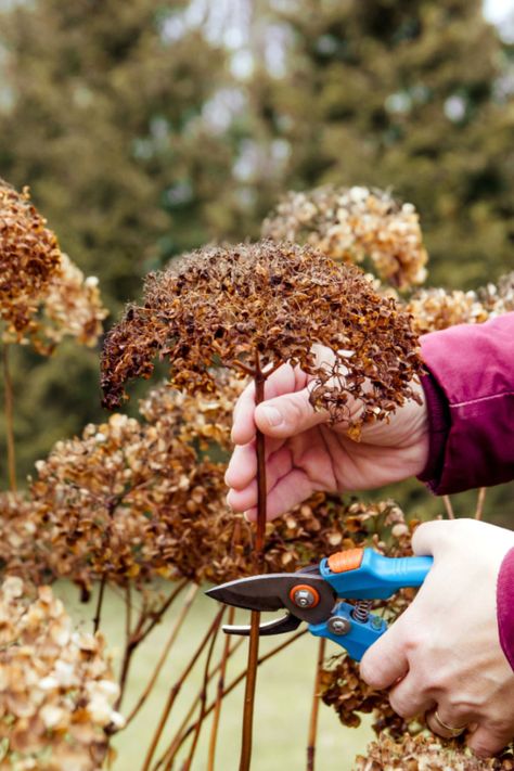 What To Do With Your Hydrangeas In Late Summer, & What Not To Hydrangea Garden Ideas, Hydrangea Plant Care, Row Gardening, Hydrangea Varieties, Front Yard Plants, Fall Hydrangea, Hydrangea Bush, Limelight Hydrangea, Hydrangea Bloom