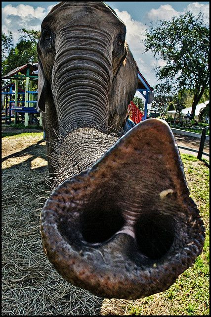 talk to the trunk... Animal Noses, Elephants Never Forget, Elephant Trunk, Asian Elephant, Elephant Love, African Elephant, An Elephant, Wild Life, Animal Planet