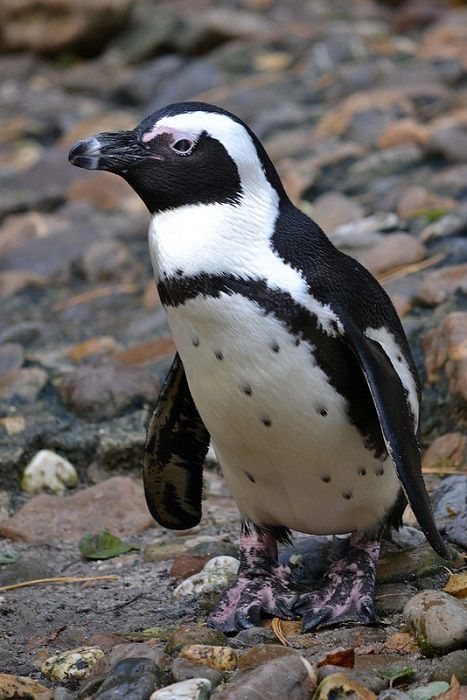 Galapagos Penguin, Penguin Wallpaper, Penguin Images, Evolution Art, African Penguin, Marriage Proposal, Cute Penguins, Animal Tattoos, Art And Architecture