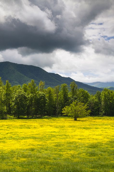 No better place to be than in Cades Cove, Tennessee! Rogersville Tennessee, Smokie Mountains, Tennessee Waltz, Gatlinburg Pigeon Forge, Cades Cove Tennessee, Inspiring Places, Mountain Vacation, Tennessee Travel, Tennessee Vacation