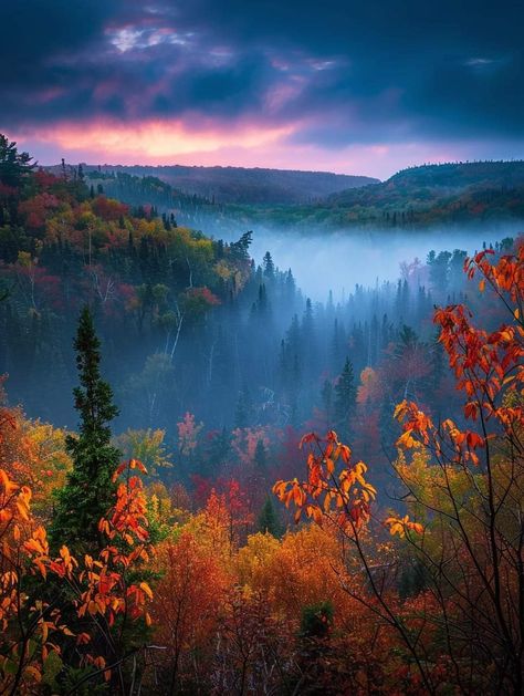 Best View, National Forest, Minnesota, Forest, Art