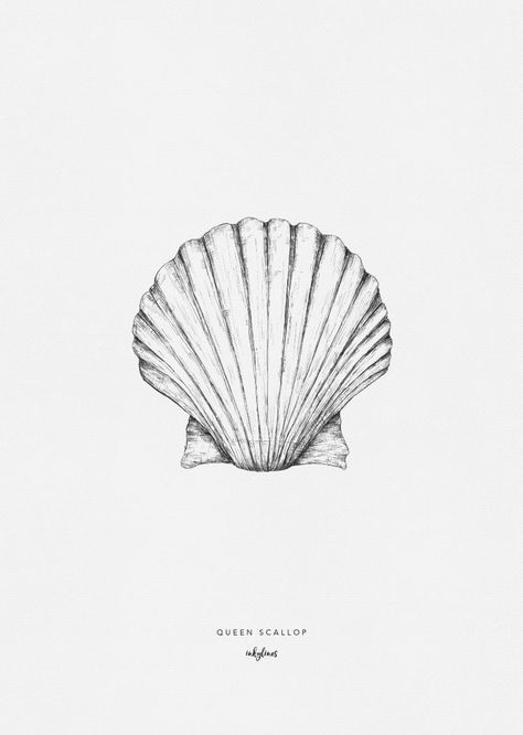 Scallop Shell Illustration, Scallop Shell Drawing, Scallop Drawing, Scallop Shell Tattoo, Shells Tattoo, Shells Drawing, Shell Symbol, Shell Illustration, Seashell Tattoo