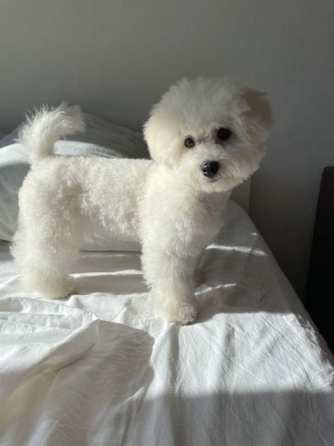 Small White Dog Haircut, White Dog Haircut, Poochon Dog Haircut, Cute Maltipoo Haircut, White Maltipoo Haircut Styles, Fluffy Dog Haircut, White Poodle Haircut Styles, Bishon Dogs Grooming, Bishon Dogs Haircut