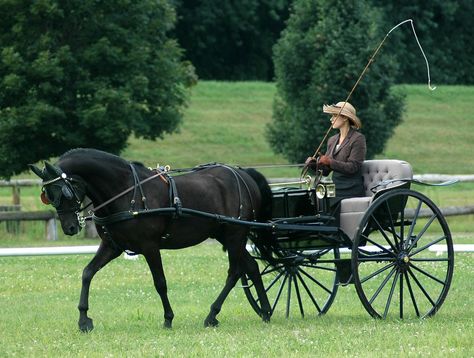 carriage dressage 2 | by Martina V. Horse And Buggy Carriage, Horse And Wagon, Driving Horses, Carriage Horse, Horse Wagon, Horse Drawn Carriage, Horse Cart, Carriage Driving, Horse Drawn Wagon