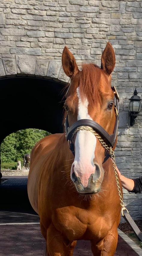 Chestnut Horse Photography, Chestnut Thoroughbred, Chestnut Mare, American Pharoah, Dream Horse, Race Horses, Thoroughbred Horse, Chestnut Horse, Triple Crown