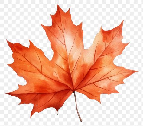 Maple Leaf Illustration, Maple Leaf Colour Pencil Drawing, Autumn Maple Leaf, Maple Leaf Botanical Illustration, Autumn Leaf Clipart, Maple Leaf Sticker, Autumn Leaves Art, Leaf Illustration, Watercolor Leaves