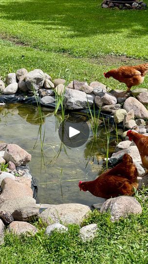 Chicken Coop Garden, Frog Pond, Copper Pipes, Kiddie Pool, Have A Good Time, Down On The Farm, Copper Pipe, Fish Pond, Small Farm