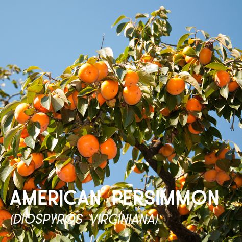 🌿 Native Plant Friday 🌿⁠ ⁠ Today, let's admire the delicious American Persimmon (Diospyros virginiana)! 🍂 This deciduous tree is known for its sweet, orange fruits and beautiful fall foliage. Here's why it's remarkable:⁠ ⁠ 🌟 American Persimmon provides food for a variety of wildlife, including birds, mammals, and humans. Its fruits are rich in vitamins and can be eaten fresh or used in recipes. 🐦🍊⁠ ⁠ American Persimmon, Florida Nature, Orange Fruit, Deciduous Trees, Sweet Orange, Persimmon, Fall Foliage, Native Plants, Mammals