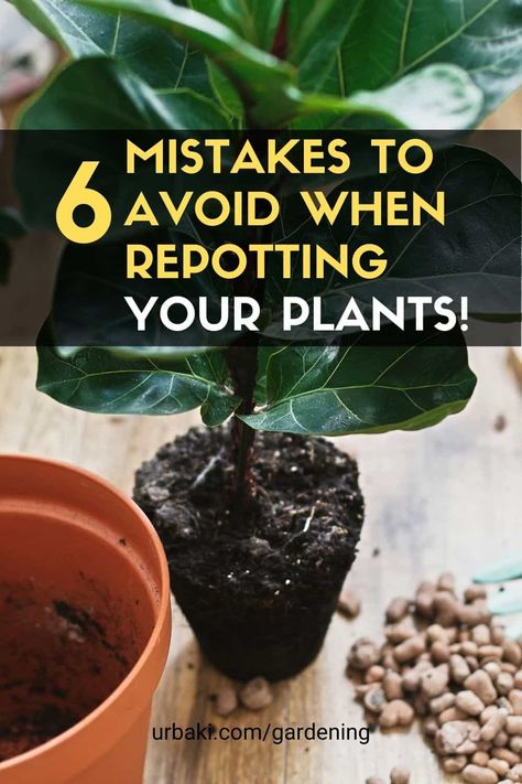 How To Replant Plants, How To Repot A Plant, Repotting House Plants, Hoya Kentiana, Hoya Hindu Rope, Big Potted Plants, Rooting Plants, Cali House, Transplanting Plants