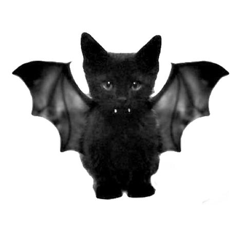 Bat Kitty, Edgy Fashion Photography, Bat Dog, Cat Profile, Cat Skull, Funny Video Clips, Cute Bat, Cardboard Art, Cat Icon