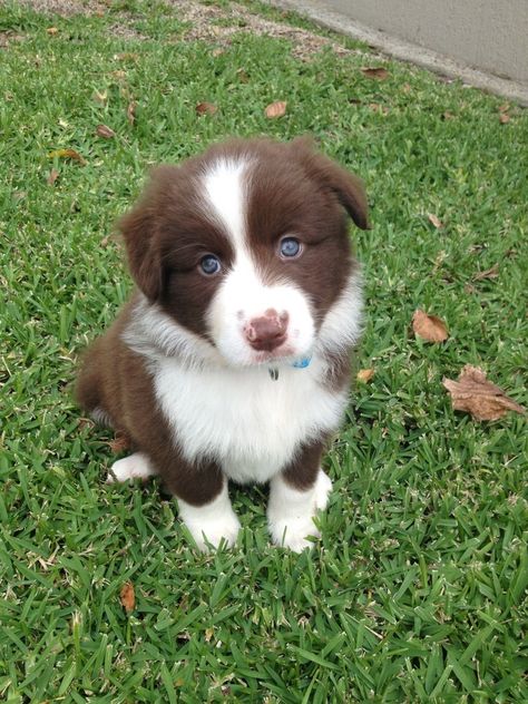 Brown Border Collie, Red Border Collie, White Border Collie, Smartest Dog Breeds, Collie Puppies, Border Collie Puppies, Cute Dog Pictures, Border Collie Dog, Yorkshire Terrier Puppies