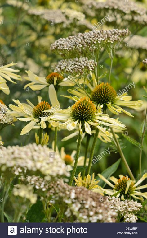 Download this stock image: Purple cone flower (Echinacea purpurea 'Sunrise') and fernleaf yarrow (Achillea filipendulina 'Credo') - DEW5EF from Alamy's library of millions of high resolution stock photos, illustrations and vectors. Achillea Filipendulina, Purple Cone Flower, Cottage Garden Plan, Full Sun Garden, Meadow Garden, Sun Garden, Sloped Garden, Echinacea Purpurea, Wildflower Garden