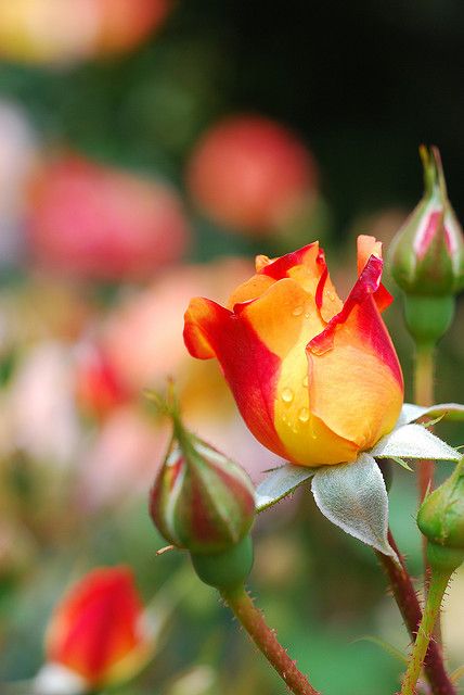 Red & Yellow Roses - my favorite and Seth used these when he proposed! Want to incorporate in the wedding Red And Yellow Roses, Hanging Plants Indoor, Colorful Roses, Beautiful Rose Flowers, Water Droplets, Red And Yellow, Beautiful Rose, Beautiful Blooms, Rose Garden