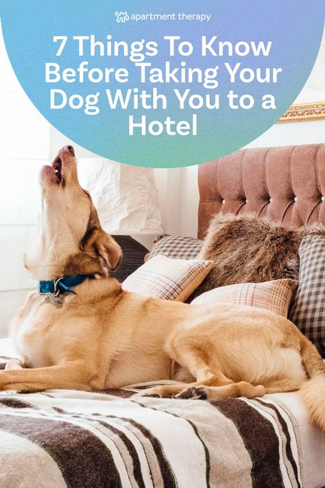 You may think that traveling with your dog is impossible. However, you can often bring your four-legged friend along, especially if you choose a pet-friendly hotel. To set you and your pup up for success, experts — from avid travel bloggers to pet behavior specialists — give their advice on taking your dog to a hotel for the first time. Hotel Hacks, Dog Friendly Hotels, Pet Friendly Hotels, Behavior Problems, Bad Dog, Animal Behavior, Pet Stuff, Dog Travel, Dog Trainer