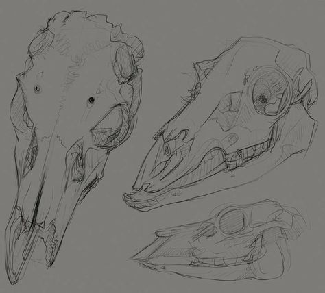 Deer Skull Drawing, Animal Skull Drawing, Skull Drawing Sketches, Doodle Sheet, Deer Skull Art, Anatomy Studies, Skull Sketch, Deer Drawing, Skull Art Drawing