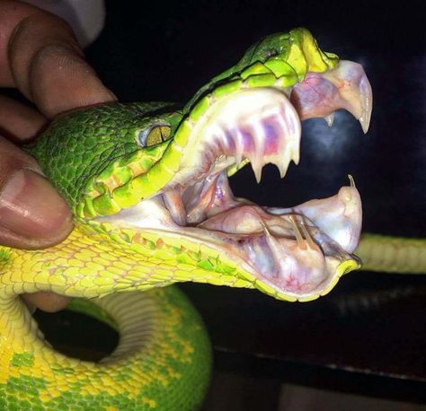 The bared teeth of an Emerald Tree boa. Emerald Tree Boa, Huntsman Spider, Teeth Aesthetic, Huge Spiders, Animal Teeth, Japanese Folklore, Angler Fish, Weird Shapes, Weird Creatures