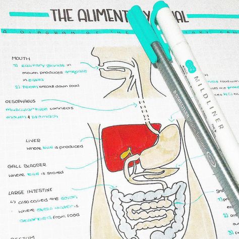 Human Alimentary Canal Diagram Drawing, Alimentary Canal Diagram, Further Maths, Diagram Drawing, Excretory System, Study Sessions, Biology Notes, School Study, Large Intestine