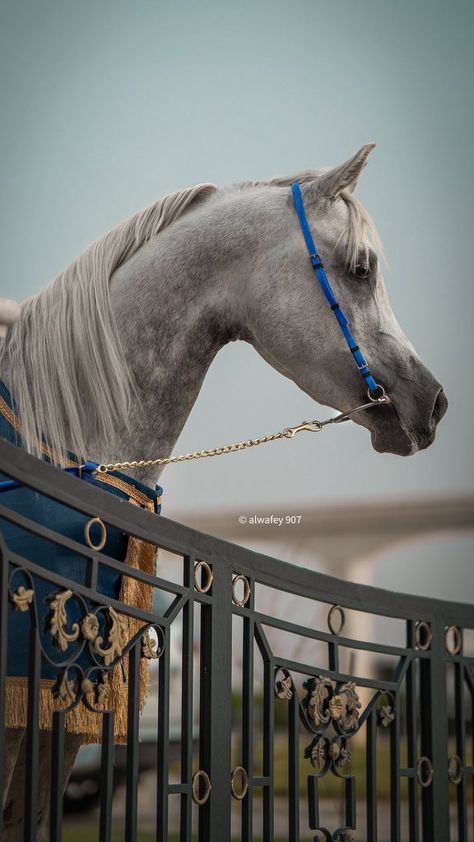 White Horse Aesthetic Wallpaper, Instagram Highlight Love Icon, Arabic Horse, Horse Background, Hyperrealism Paintings, Beautiful Horses Photography, Cute Horse Pictures, Eagle Wallpaper, Arab World