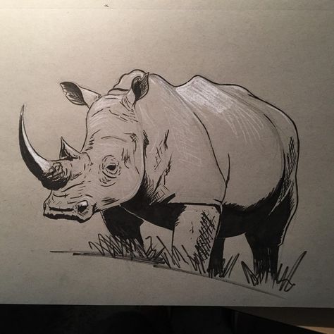 45 minute Rhinoceros. Ink and white charcoal on toned paper. : drawing Rhinosaurus Drawing, Rinoserous Drawing, Rhino Anatomy, Rhinoceros Drawing, Toned Paper Drawing, Rhino Illustration, Notebook Drawings, Rhino Tattoo, Botanical Tattoos