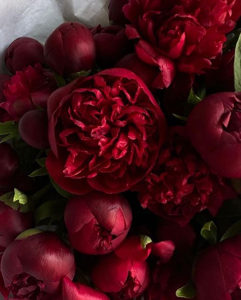 Red Rose Bouquet Wedding, Winter Palette, Diy Knife, Boquette Flowers, Red Peonies, Nothing But Flowers, Peonies Bouquet, Flower Therapy, Beautiful Bouquet Of Flowers