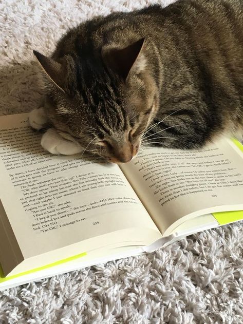 Aesthetic Tabby Cat, Cute Tabby Cats, Tabby Cats Aesthetic, Brown Tabby Cat Aesthetic, Cat In Apartment, Tabby Cat Aesthetic, Cats Reading, Cute Tabby Cat, Cat And Book