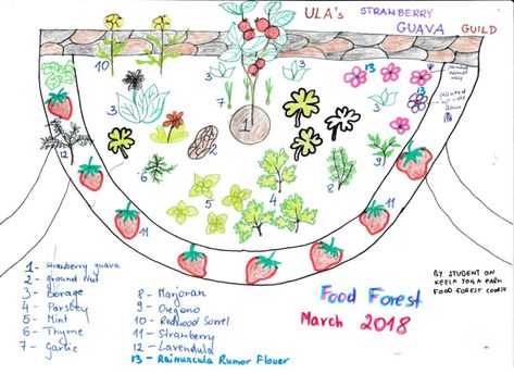 Strawberry Guava Guild Tree Guild, Strawberry Guava, Food Forest, Portugal, Forest, Mint, 10 Things, Design