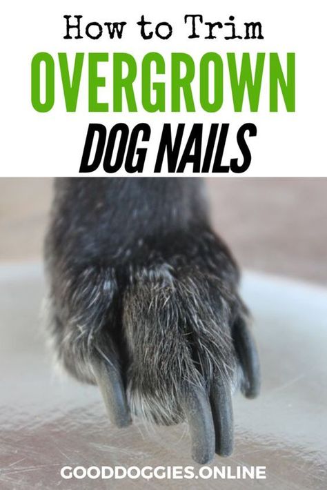 Black Hair Products, Cut Dog Nails, Lou Dog, Trimming Dog Nails, Dog Remedies, Dog Grooming Tips, Dog Health Tips, Food Dog, Dog Cuts