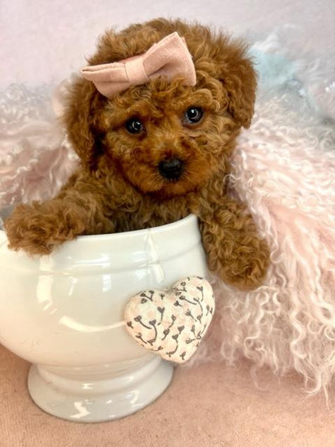 Adorable Toy Poodle Puppies Looking for Their Fur-ever Homes! 🐩 Whether you're looking for a cuddly companion or a playful pal, these little bundles of joy are ready to steal your heart. From their fluffy coats to their charming personalities, these Toy Poodles are simply irresistible. DM for inquiries and let's find the perfect match for you! 🏡💕 #ToyPoodle #PuppiesForSale #FurEverHome #AdoptDontShop" Toy Poodles For Sale, Crepe Suzette, Toy Poodle Puppy, Puppy Girl, Puppies Near Me, Teacup Puppies For Sale, Toy Poodle Puppies, Toy Poodles, Poodle Puppies